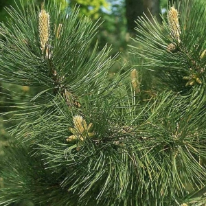 Pin Austriac Negru - Pinus Nigra - Ghiveci 5 L - Inaltime 70 - 90 cm 2