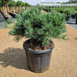 Pin Alb - Pinus Parviflora Linda - Ghiveci 15 l - Inaltime 50 - 70 cm 1