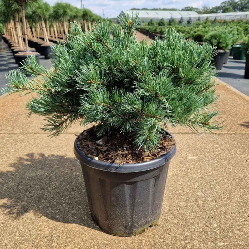 pinus-parviflora-llinda Pin Alb - Pinus Parviflora Linda - Ghiveci 15 l - Inaltime 50 - 70 cm 1