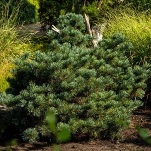 Pin Alb - Pinus Parviflora Negishi - Ghiveci 10 l - Inaltime 60 - 80 cm 1