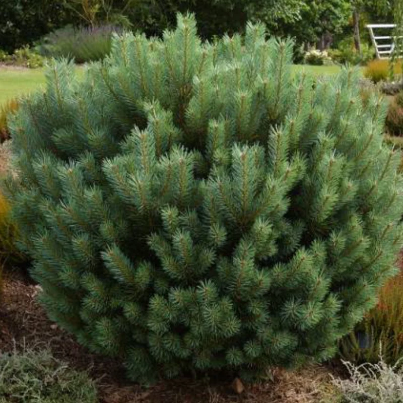 Pin Siberian - Pinus Sylvestris Wetereri- Ghiveci 15 l - Inaltime 50 - 70 cm 1