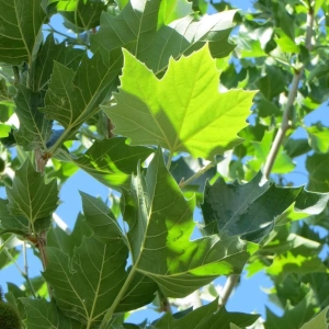 Platan - Platanus Hispanica - Ghiveci 3 L - Inaltime 130 - 150 cm 2