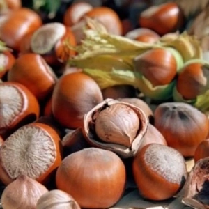 Pom fructifer - Alun Jefferson 1