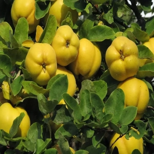 Pom fructifer - Gutui Aurii 1