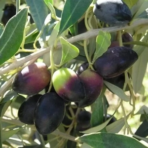 Pom fructifer -Maslin Arbequina 1