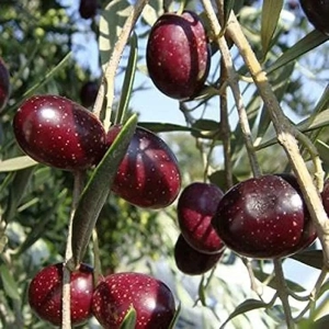 Pom fructifer -Maslin Prodromoy 1