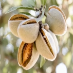 Pom fructifer - Migdal de Desert 1