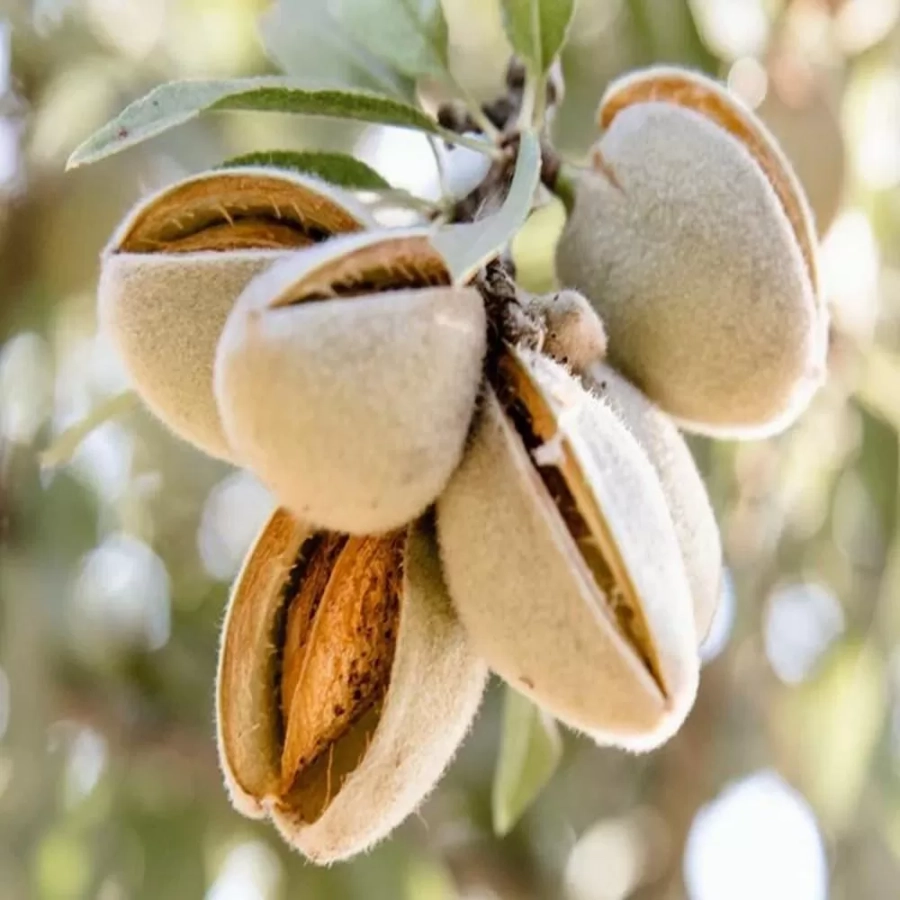 pomi-fructifieri-migdal-de-desert Pom fructifer - Migdal de Desert 1