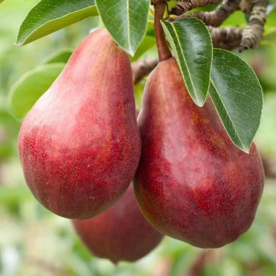 pomi-fructifieri-par-williams-rosu Pom Fructifer - Par Williams Rosu ( 20 bucati ) 1