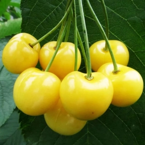 Pom fructifer - Cireș Gigant Galben 1