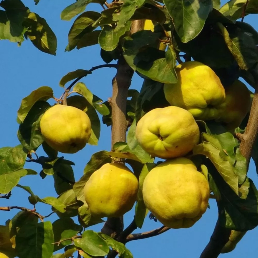 pomi-fructifieri-pomi-fructifieri-gutiu-bereczki Pom fructifer - Gutui Bereczki 1