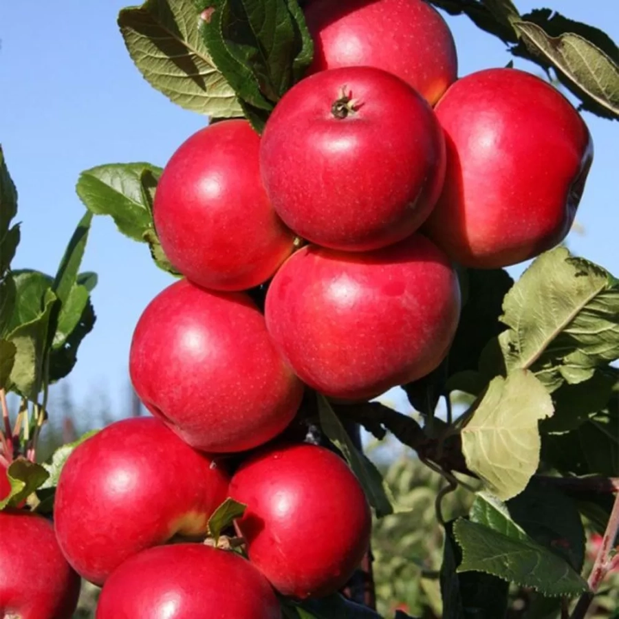 pomi-fructifieri-pomi-fructifieri-mar-gala Pom fructifer - Măr Gala 1