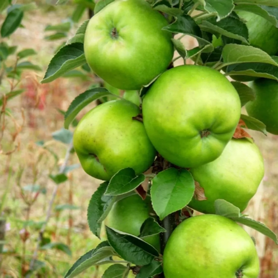 Pom fructifer - Măr Granny Smith 1