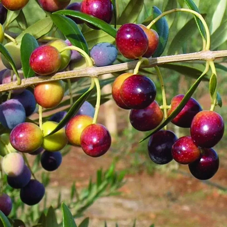 Pom fructifer - Maslin Megaritiki 1