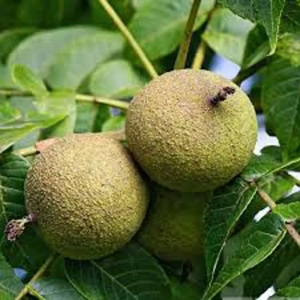 Pom fructifer - Nuc Negru Noongerad 1