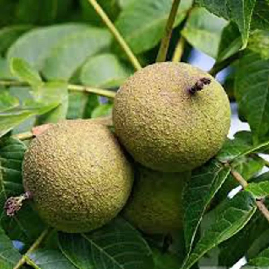 Pom fructifer - Nuc Negru Noongerad 1