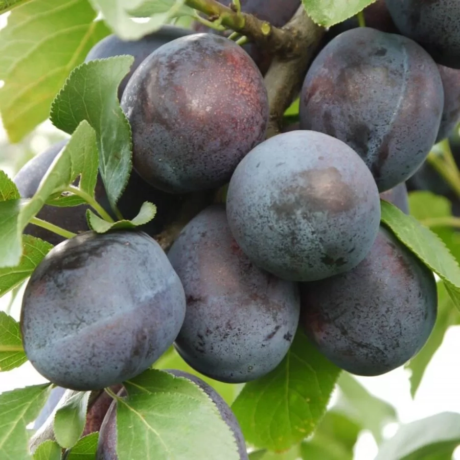 pomi-fructifieri-pomi-fructifieri-prun-president Pom fructifer - Prun President 1