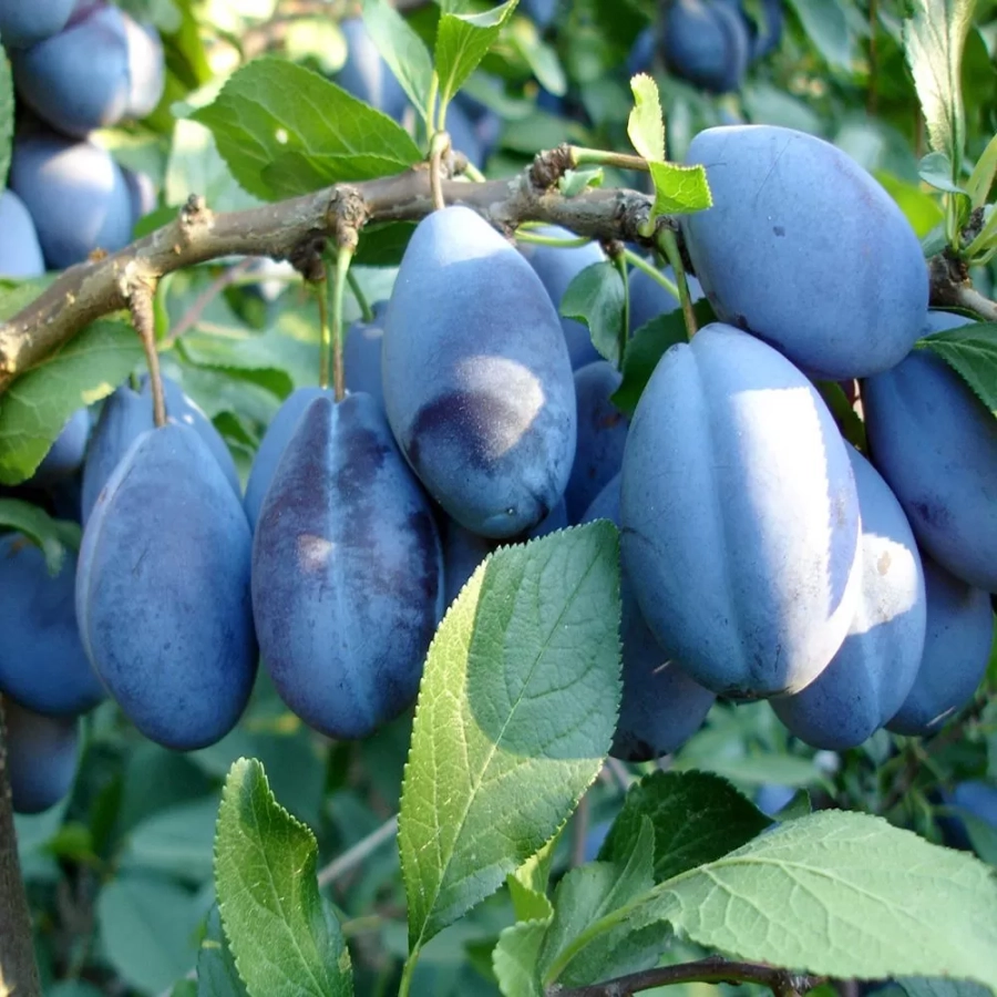 pomi-fructifieri-prun-stanley Pom Fructifer - Prun Stanley ( 20 bucati ) 1