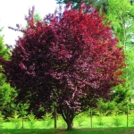 Prunus Nigra - Ghiveci de 5 l - Inaltime 120 - 150 cm 1