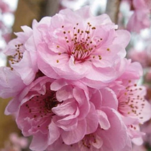 Cires Japonez Pitic tufa - Rosenmund - Ghiveci 5L - Inaltime 60 - 80 cm 2