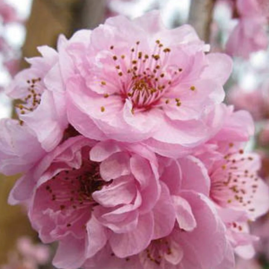 Cires Japonez Pitic tufa - Rosenmund - Ghiveci 5L - Inaltime 60 - 80 cm 2