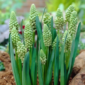 Bulbi de Muscari Bellevalia Green Pearl 1