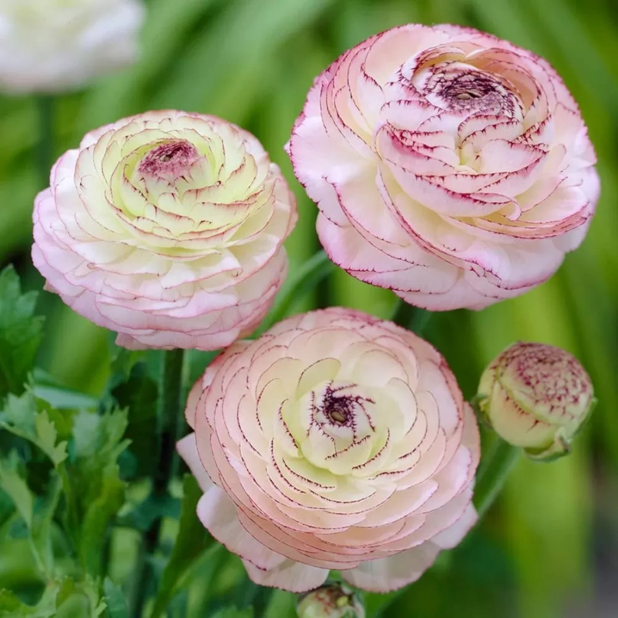 Ranunculus Buttercup Picotte 1