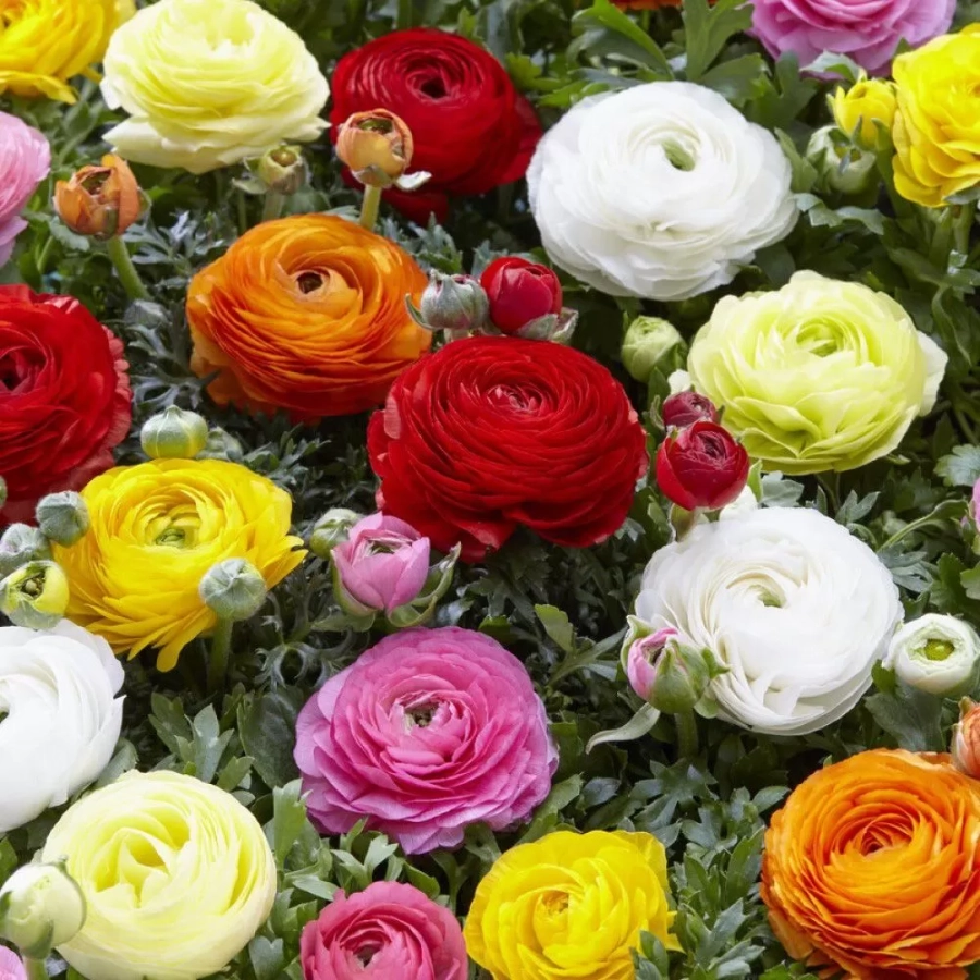 ranunculus-mix-10-buc Ranunculus Mix 1