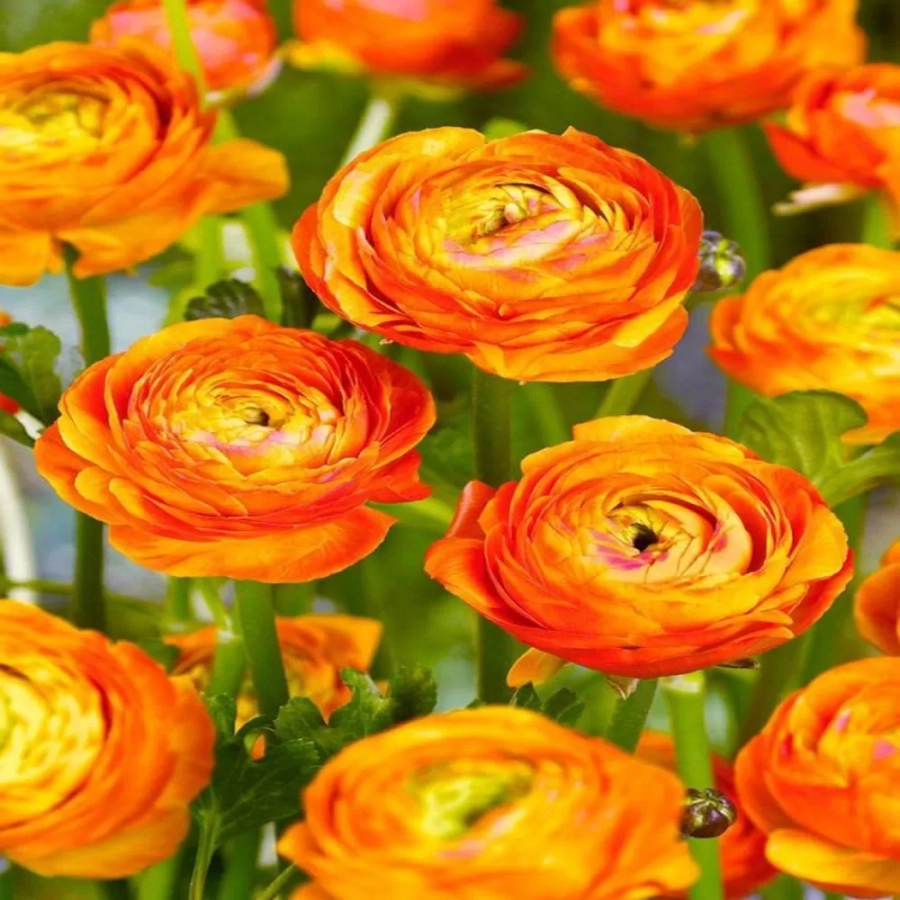 Ranunculus Picotee Orange Bicolor 1