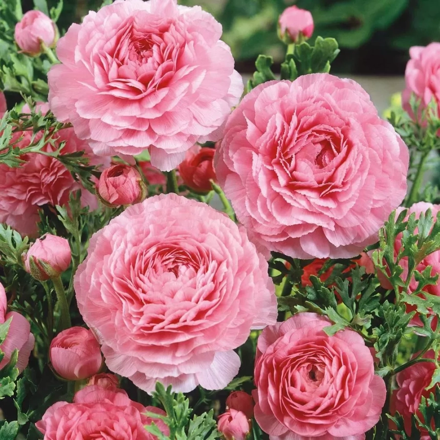 ranunculus-pink-2 Ranunculus Pink 1