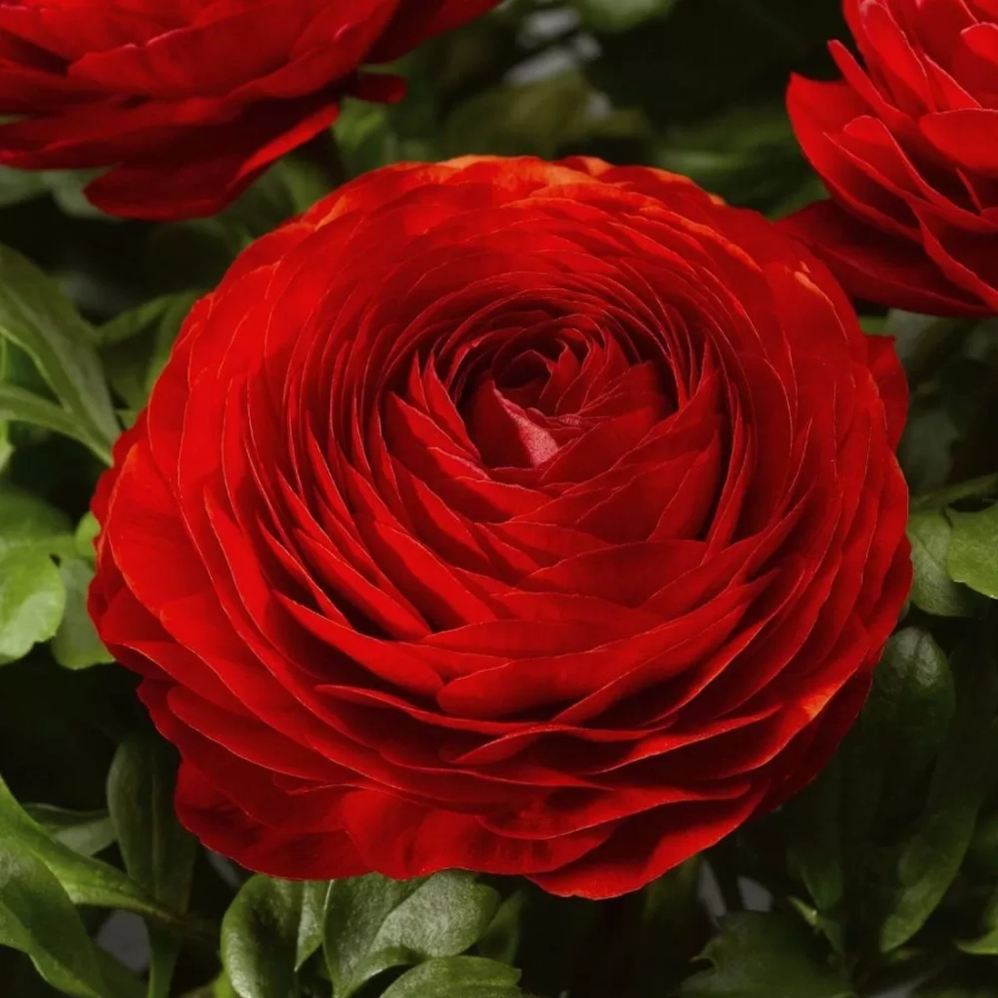 Ranunculus Red 1
