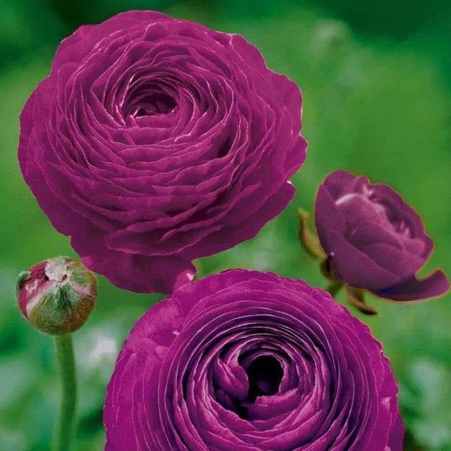 ranunculus-violet Ranunculus Violet 1