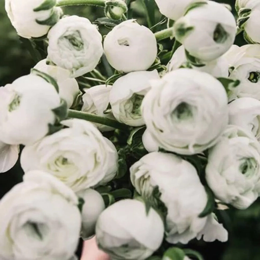 ranunculus-white-1 Ranunuculus White 1