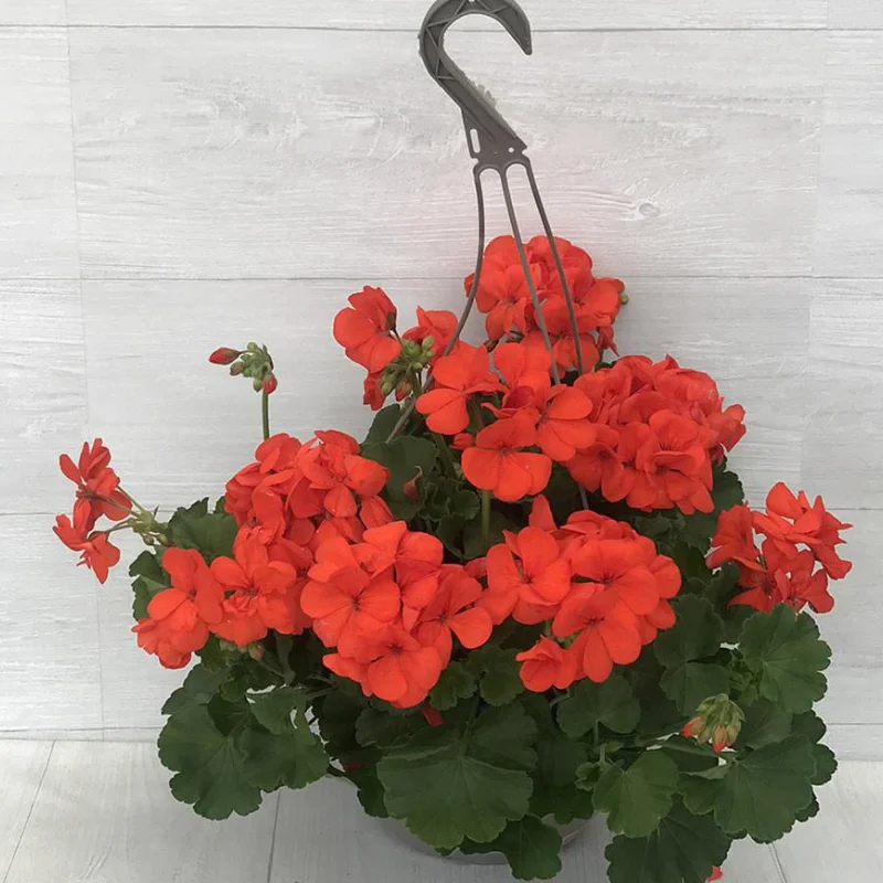 Mușcate - Red - Ghiveci Suspendat de 30 cm - Înălțime 30 - 40 cm 1