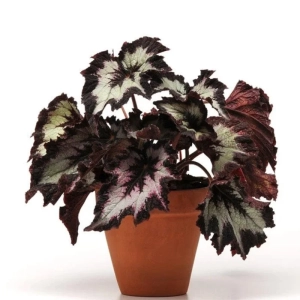Begonia REX - Assortmen - La Ghiveci - Inaltime 20 - 30 cm 1