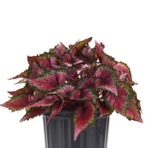 Begonia REX - Etssy - La Ghiveci - Inaltime 20 - 30 cm 1
