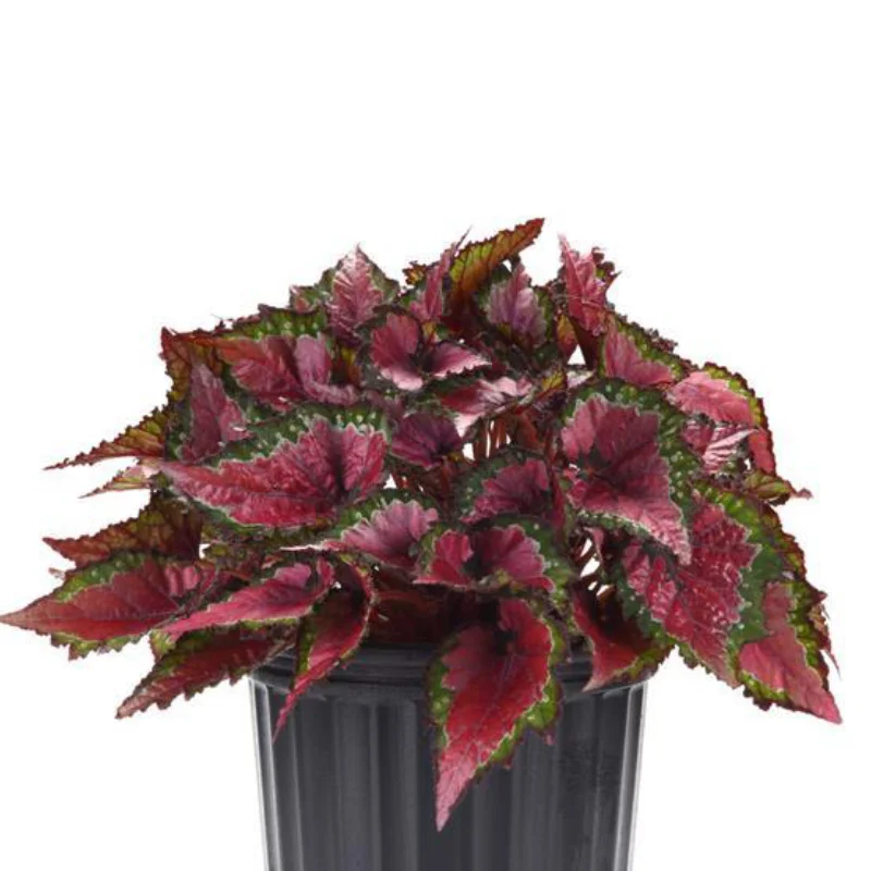 rex-etssy Begonia REX - Etssy - La Ghiveci - Inaltime 20 - 30 cm 1