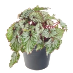Begonia REX - Odissy - La Ghiveci - Inaltime 20 - 30 cm 1