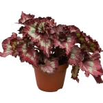 Begonia REX - Red Flash - La Ghiveci - Inaltime 20 - 30 cm 1