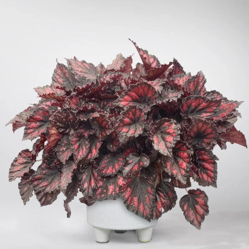 Begonia REX - Red Robin - La Ghiveci - Inaltime 20 - 30 cm 1