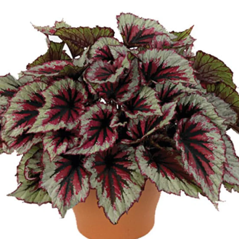 Begonia REX - Salsa - La Ghiveci - Inaltime 20 - 30 cm 1