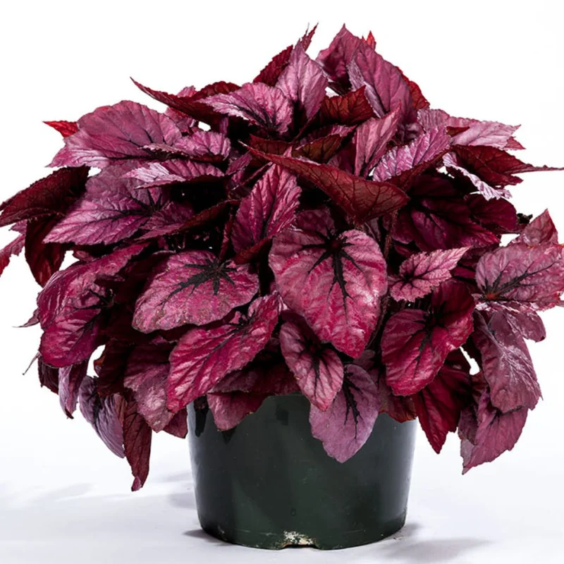 Begonia REX - Shadow King - La Ghiveci - Inaltime 20 - 30 cm 1