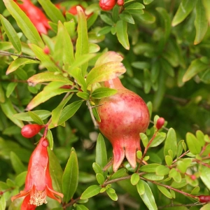 Pomi fructiferi - Rodiu (Punica Granatum) radacina impachetata 1