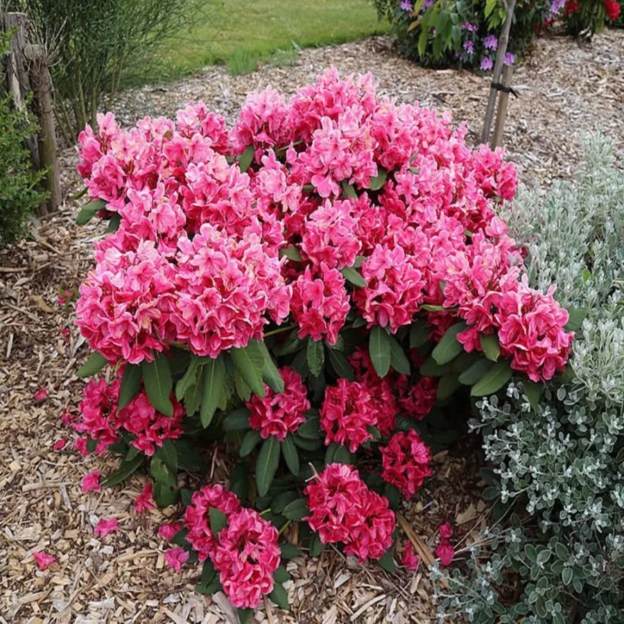 rohodendron-american-beauty-3l