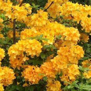 Rhododendron