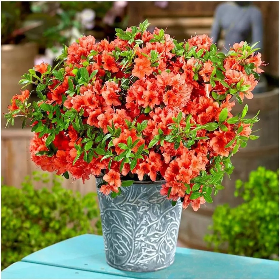 rohodendron-briliant-3l