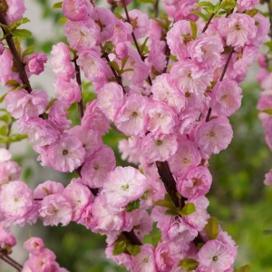 Cires Japonez Pitic tufa - Rosenmund - Ghiveci 5L - Inaltime 60 - 80 cm 1