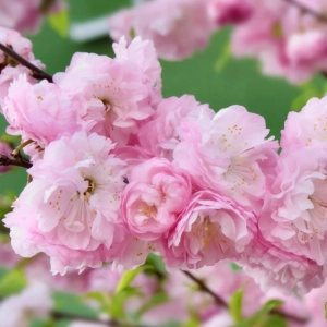 Cires Japonez Pitic tufa - Rosenmund - Ghiveci 5L - Inaltime 60 - 80 cm 3