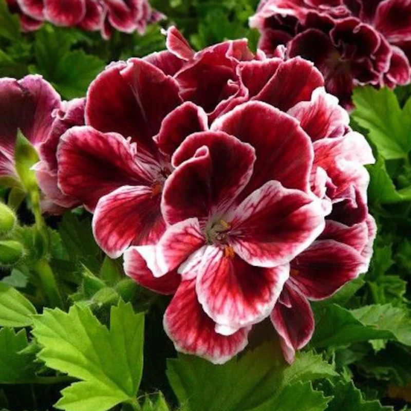 Mușcată englezească - Kate - Ghiveci 12 cm - Înălțime 30 - 40 cm 2