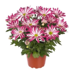 Crizanteme Timpurii- Royal Pink - La Ghiveci - Inaltime 30 - 40 cm 1